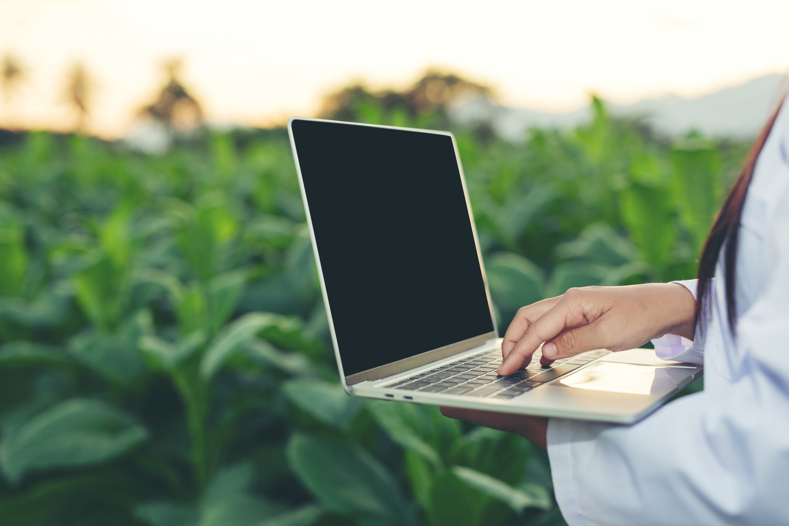 Female researchers examined tobacco leaves with a modern concept tablet.