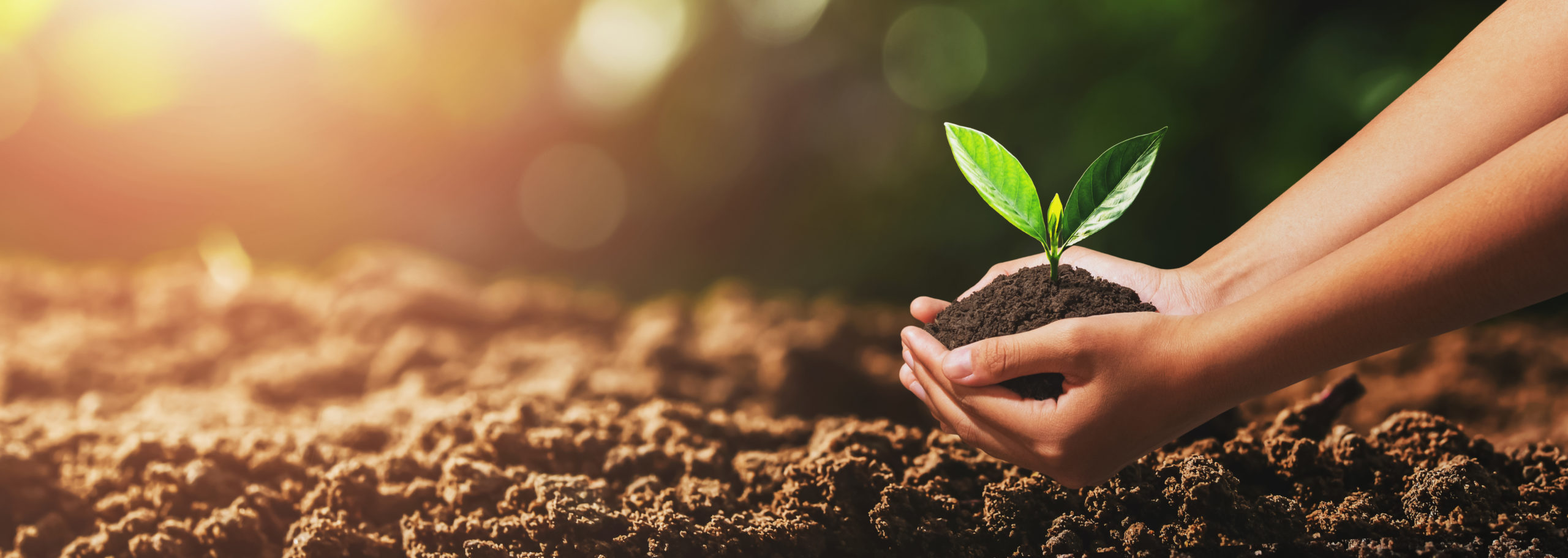 hand holding small tree for planting. concept green world