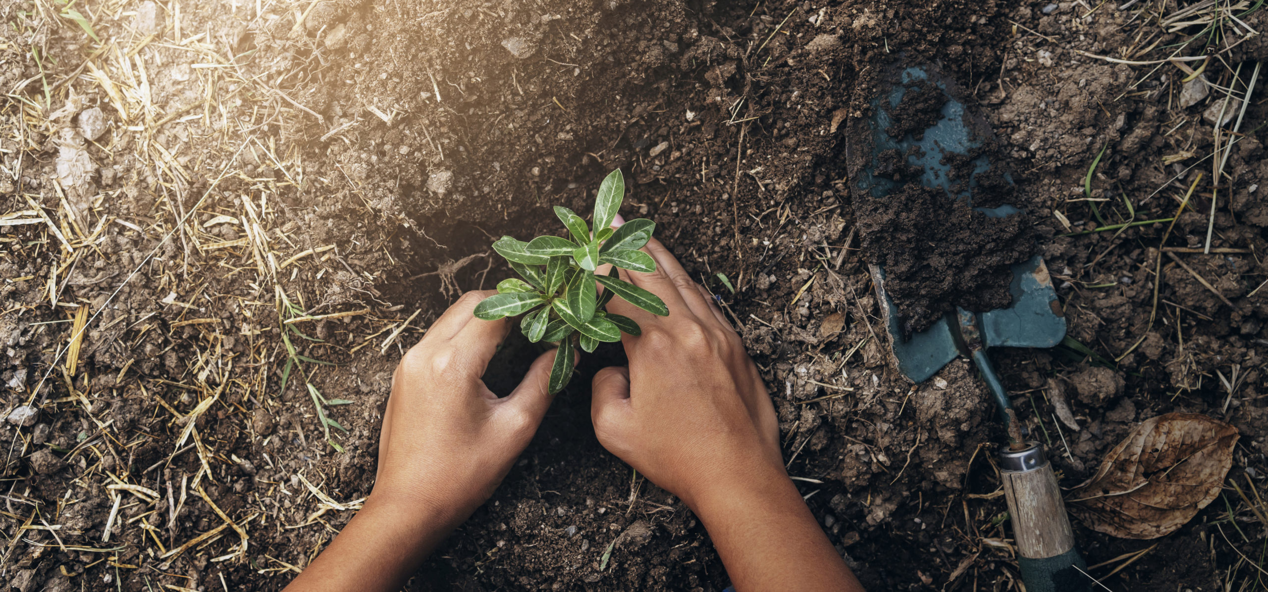 planting tree in garden. concept save world green earth